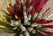 Calluna vulgaris Starlight Trio (14 cm)