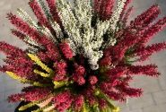 Calluna vulgaris Starlight Trio (14 cm)