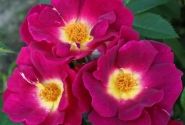 Rosa Weg der Sinne, augststumbrs 80cm
