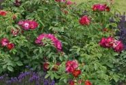 Rosa Weg der Sinne, 2l podā