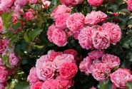 Rosa Moin Moin (Pink Flower Circus), 2l podā