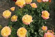 Rosa Rose der Hoffnung, 2l podā