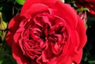 Rosa Out of Rosenheim, augststumbrs 80cm