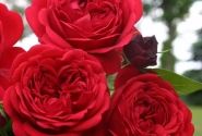 Rosa Out of Rosenheim, augststumbrs 80cm