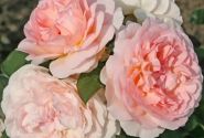 Rosa Märchenzauber, augststumbrs 80cm