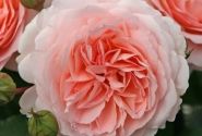 Rosa Märchenzauber, augststumbrs 80cm