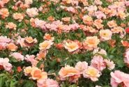 Rosa Aprikola, augststumbrs 60cm