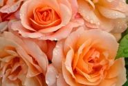 Rosa Aprikola, augststumbrs 60cm