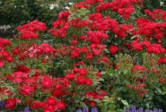 Rosa Black Forest Rose, augststumbrs