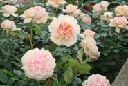 Rosa Garden of Roses, augststumbrs