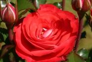 Rosa Planten un Blomen