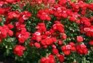 Rosa Planten un Blomen