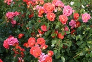 Rosa Gebrüder Grimm, augststumbrs 80cm