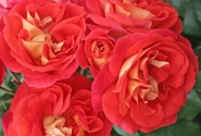Rosa Gebrüder Grimm, augststumbrs 80cm