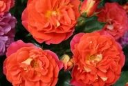 Rosa Gebrüder Grimm, augststumbrs