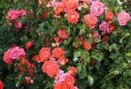 Rosa Gebrüder Grimm, augststumbrs