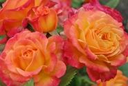 Rosa Gartenspaß