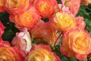 Rosa Gartenspaß
