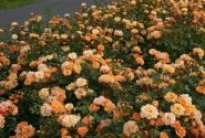 Rosa Bentheimer Gold