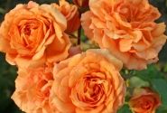 Rosa Bentheimer Gold