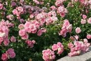 Rosa Home and Garden, augststumbrs 80cm