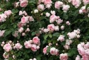 Rosa Cinderella