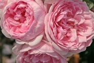 Rosa Cinderella
