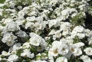 Rosa Innocencia, augststumbrs 60cm