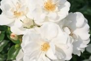 Rosa Innocencia, augststumbrs 60cm