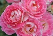 Rosa Flirt 2011, augststumbrs 60cm