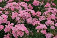 Rosa Flirt 2011, augststumbrs 60cm