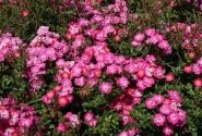 Rosa Lupo, augststumbrs 60cm