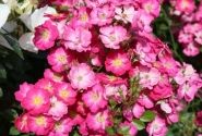 Rosa Lupo, augststumbrs 60cm