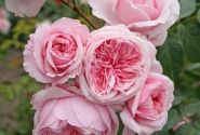 Rosa Kiss me Kate, 2l podā