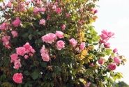 Rosa Kiss me Kate, 2l podā