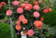 Rosa Mandarin, augststumbrs 60cm