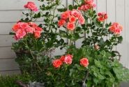 Rosa Mandarin, augststumbrs 60cm
