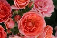 Rosa Mandarin, augststumbrs 60cm