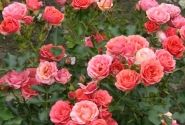 Rosa Mandarin, augststumbrs 60cm