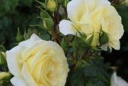 Rosa Limona, 2l podā