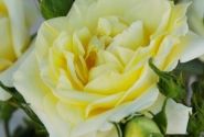 Rosa Limona, 2l podā