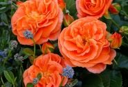 Rosa Mango, augststumbrs 60cm