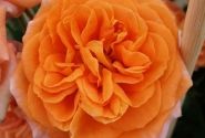 Rosa Mango, augststumbrs 60cm