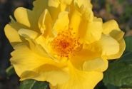 Rosa Lemon Fizz