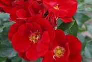 Rosa Marondo