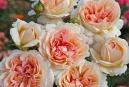 Rosa Großherzogin Luise, augststumbrs 80cm