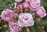 Rosa Nautica