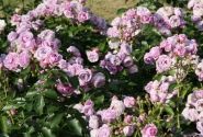 Rosa Nautica
