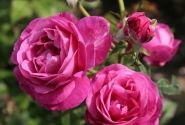 Rosa Carmen Würth, 2l podā