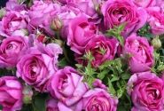 Rosa Carmen Würth, 2l podā